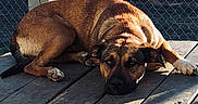 Scooby is registered to the contest to win money with this photo: animal, brown_dog, canine, chain_link_fence, daylight, dog, ears, fence, fur, lying_down, outdoor, paw, pet, quiet, relaxed, resting, shadow, snout, sunlight, wooden_deck