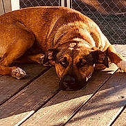Scooby joined the competition — help win amazing prizes! animal, backyard, brown_dog, canine, daylight, dog, fence, fur, lying_down, nature, outdoor, paw, peaceful, pet, quiet, relaxed, resting, shadow, sunlight, wooden_deck
