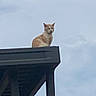 alert, alone, animal, building, cat, cloudy, daytime, feline, gray, high, nature, orange, outdoor, perched, quiet, roof, sky, structure, watchful, wildlife
