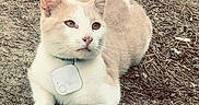 Ozzy joined the competition — help win amazing prizes! animal, cat, collar, cute, dirt, ears, feline, fur, ground, nature, nose, outdoor, pet, relaxed, resting, side_view, tail, tracking_tag, twigs, whiskers