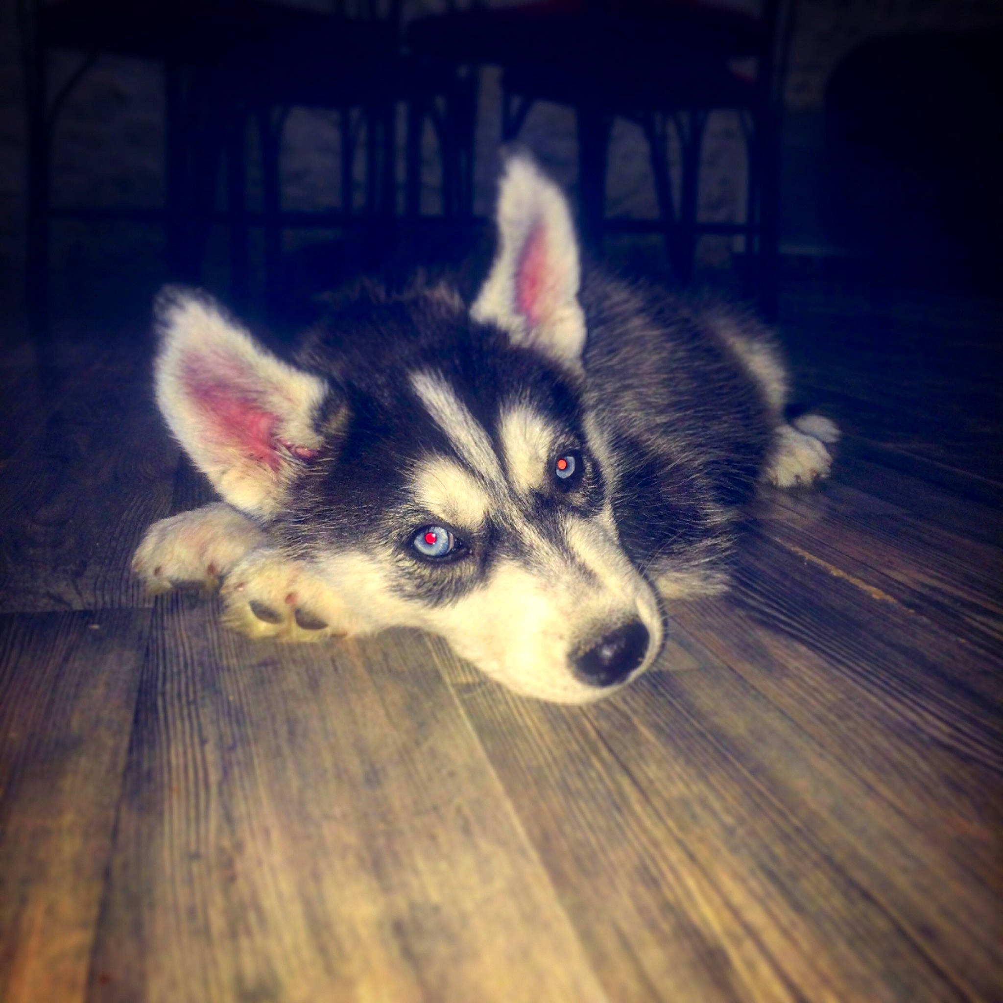 Hasko participe au concours pour gagner de l'argent avec cette photo : alaskan_klee_kai, alaskan_malamute, canidae, carnivore, dog, dog_breed, eye, mammal, miniature_siberian_husky, night, northern_inuit_dog, nose, puppy, sakhalin_husky, siberian_husky, sky, snout, tamaskan_dog, vertebrate, wolfdog