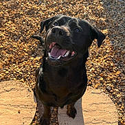 Shiloh is registered to the contest to win money with this photo: animal, black_dog, canine, daylight, dog, ears, fur, gravel, happy, looking_up, nature, outdoor, pet, playful, sitting, smiling, stone, sunlight, teeth, tongue