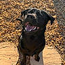 animal, black_dog, canine, daylight, dog, ears, fur, gravel, happy, looking_up, nature, outdoor, pet, playful, sitting, smiling, stone, sunlight, teeth, tongue