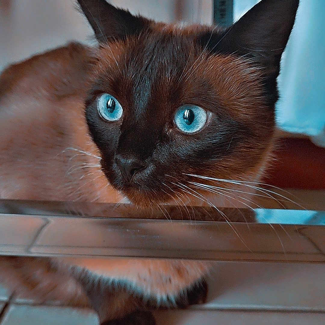 Oréo participe au concours pour gagner de l'argent avec cette photo : animal, blue_eyes, cat, close_up, curious, cute, domestic_animal, ears, face, feline, floor, fur, indoor, looking, mammal, pet, portrait, reflection, siamese_cat, whiskers