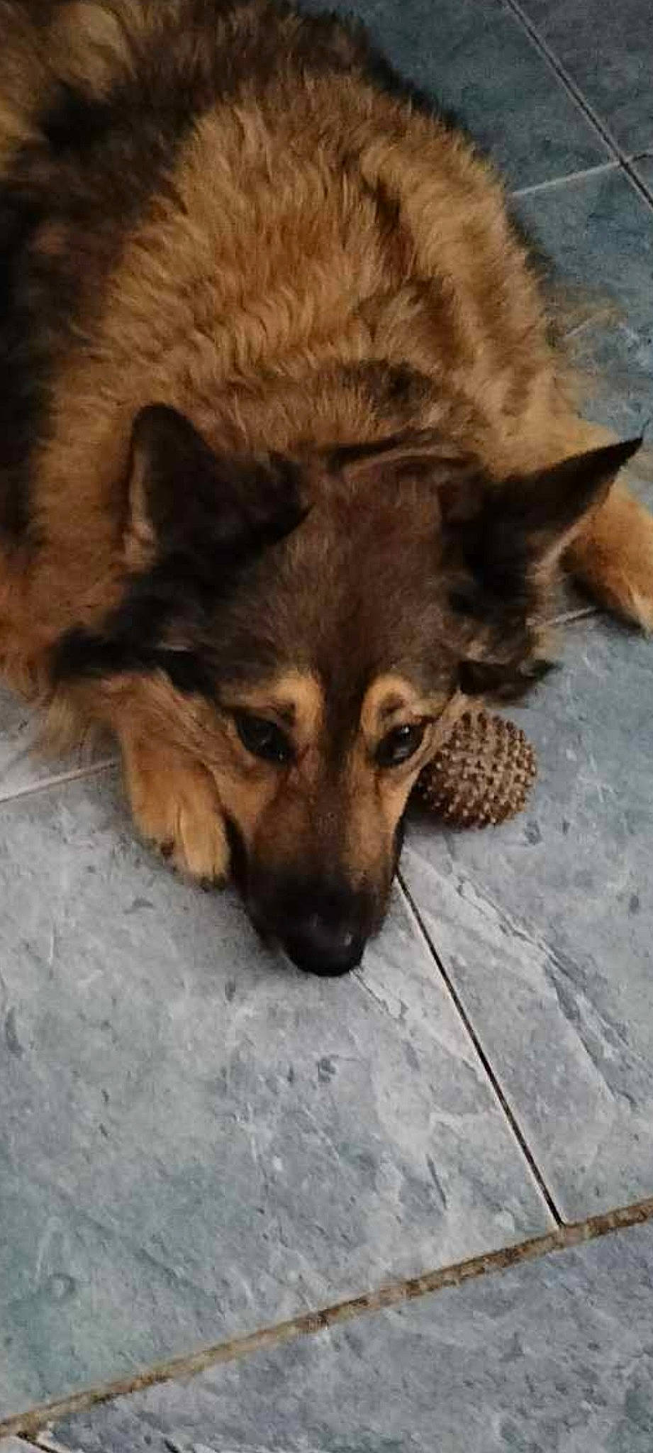 Pogo participe au concours pour gagner de l'argent avec cette photo : canidae, canis, carnivore, companion_dog, dog, dog_breed, eye, fawn, fur, head, herding_dog, non_sporting_group, snout, sporting_group, terrestrial_animal, whiskers, wildlife, working_dog