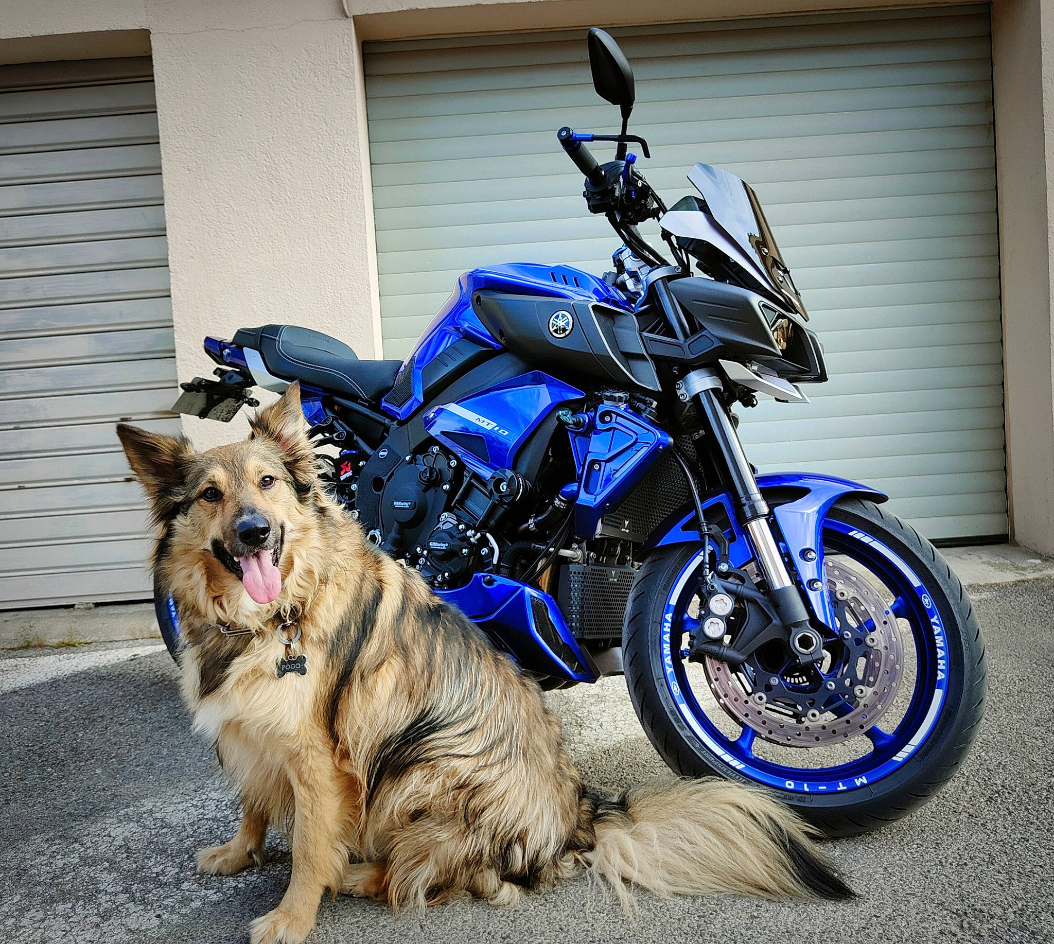 Pogo a rejoint le concours — aidez-le/la à gagner de superbes lots ! automotive_exhaust, automotive_fuel_system, automotive_lighting, automotive_tire, carnivore, companion_dog, dog, dog_breed, fender, fuel_tank, headlamp, motor_vehicle, motorcycle, plant, rim, tire, tread, vehicle, vehicle_brake, wheel