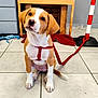 animal, bag, brown_and_white, canine, chair, cute, dog, domestic_animal, floor, head_tilt, indoor, leash, looking_up, pet, puppy, red_harness, sitting, tile, toy, young_dog