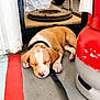 Arley participe au concours pour gagner de l'argent avec cette photo : brown_and_white, close_up, collar, concrete_floor, dog, floor, gas_cylinder, indoor, industrial, leash, mechanical_parts, puppy, quiet, red_paint, resting, sleeping, tire, tool_shelf, workshop, young_dog