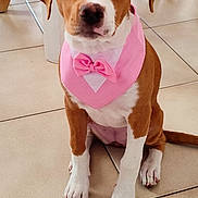 Arley a rejoint le concours — aidez-le/la à gagner de superbes lots ! puppy, dog, bowtie, pink_bandana, sitting, floor, tile_floor, indoors, pet, cute, brown_and_white, ears, paws, young_dog, looking_up, domestic_animal, fur, adorable, animal, household
