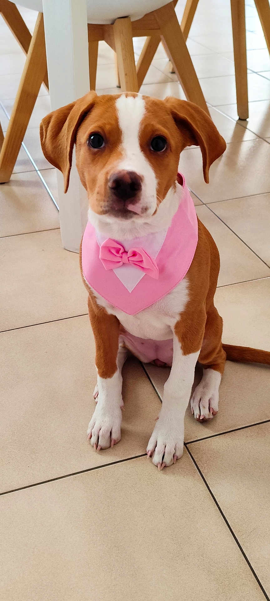 Arley a rejoint le concours — aidez-le/la à gagner de superbes lots ! puppy, dog, bowtie, pink_bandana, sitting, floor, tile_floor, indoors, pet, cute, brown_and_white, ears, paws, young_dog, looking_up, domestic_animal, fur, adorable, animal, household