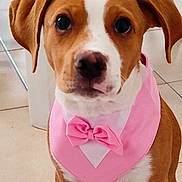 Arley a rejoint le concours — aidez-le/la à gagner de superbes lots ! animal, background, bow_tie, brown, cute, dog, ears, face, floor, indoor, nose, paws, pet, pink_bandana, puppy, sitting, tile, white, wooden_chair, young_dog