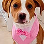 animal, background, bow_tie, brown, cute, dog, ears, face, floor, indoor, nose, paws, pet, pink_bandana, puppy, sitting, tile, white, wooden_chair, young_dog