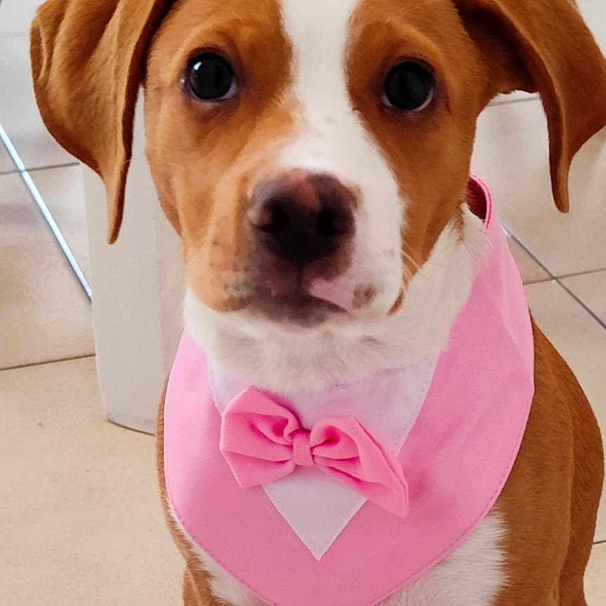 Arley a rejoint le concours — aidez-le/la à gagner de superbes lots ! animal, background, bow_tie, brown, cute, dog, ears, face, floor, indoor, nose, paws, pet, pink_bandana, puppy, sitting, tile, white, wooden_chair, young_dog