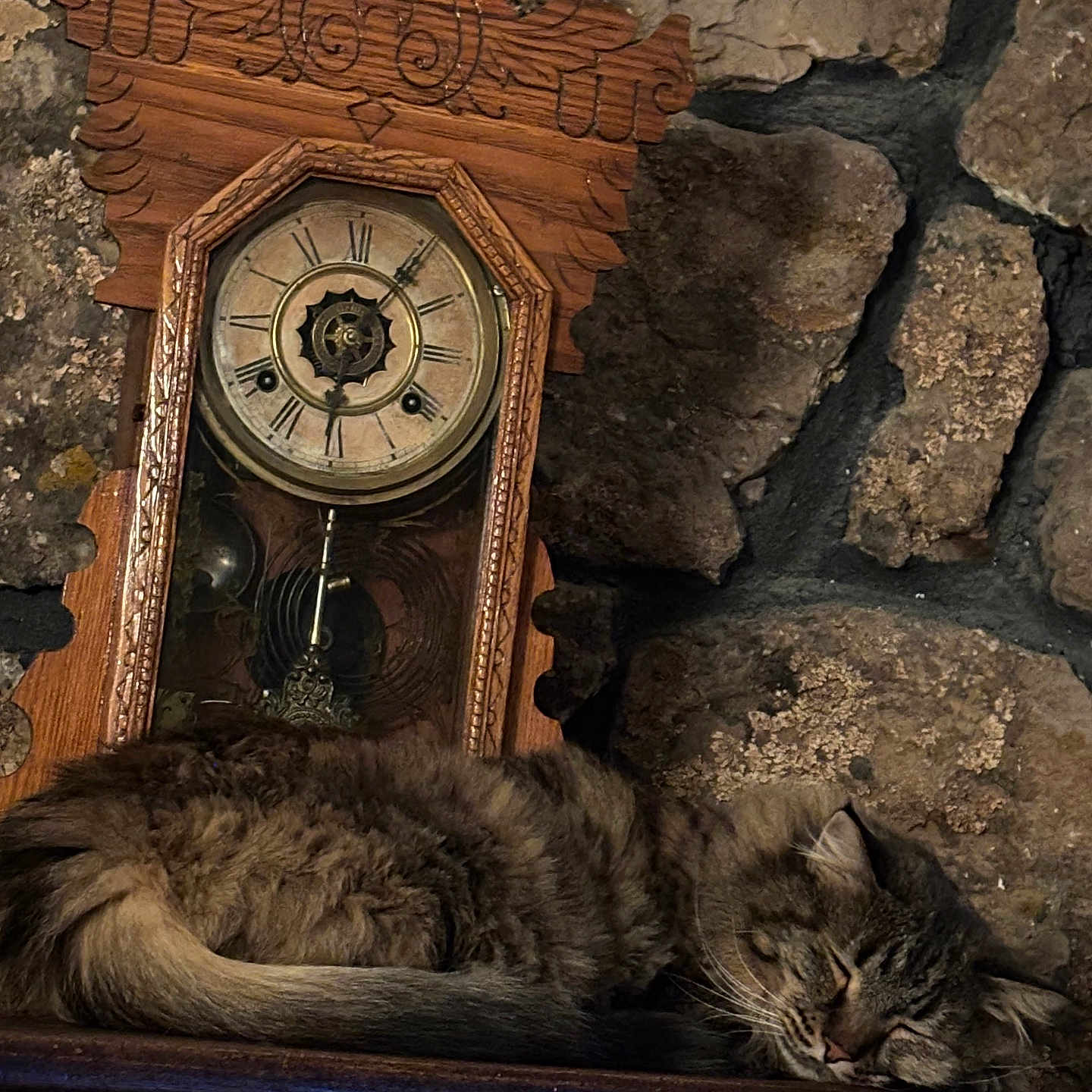 Breezy is registered to the contest to win money with this photo: cat, sleeping, tabby, fur, antique_clock, wooden_mantle, stone_wall, vintage, rustic, interior, closeup, relaxation, quiet, cozy, domestic_cat, mammal, pet, feline, resting, indoor