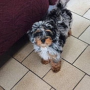 Perle participe au concours pour gagner de l'argent avec cette photo : dog, puppy, curly_fur, black_fur, gray_fur, white_fur, brown_fur, pet, indoor, floor_tiles, couch, maroon_couch, looking_up, small_dog, cute, adorable, animal, companion, fur, domestic