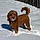 Cooper