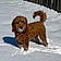 Cooper