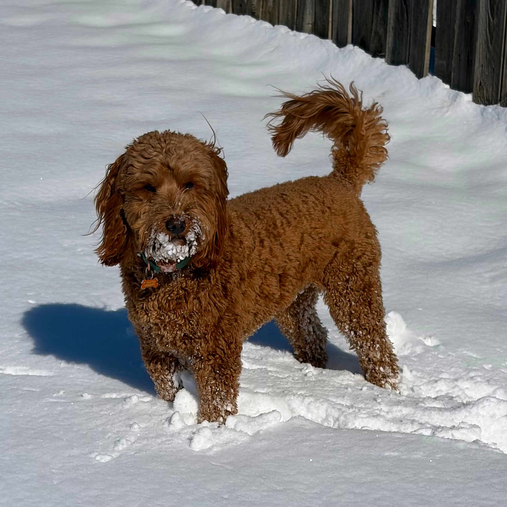Cooper