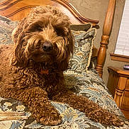 Cooper joined the competition — help win amazing prizes! dog, brown_dog, curly_fur, bed, bedding, headboard, wooden_furniture, indoor, pet, animal, relaxed, portrait, close_up, canine, furniture, home_interior, cozy, sleeping_area, carpet, collar