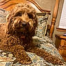 dog, brown_dog, curly_fur, bed, bedding, headboard, wooden_furniture, indoor, pet, animal, relaxed, portrait, close_up, canine, furniture, home_interior, cozy, sleeping_area, carpet, collar