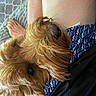 Cooper joined the competition — help win amazing prizes! dog, brown_dog, pet, close_up, fluffy, lap, person, bare_leg, foot, blue_shorts, patterned_shorts, indoor, rug, resting, cute, animal, furry, companion, relaxing, cozy