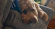 Cooper is registered to the contest to win money with this photo: dog, couch, indoor, living_room, blanket, window, plant, wooden_furniture, floor, relaxed, pet, cozy, fur, brown, texture, home, comfort, natural_light, resting, curious