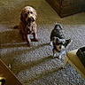 Cooper is registered to the contest to win money with this photo: dog, carpet, indoor, wooden_chest, chair, pet, animal, fur, cute, small_dog, medium_dog, shadow, floor, home, cozy, waiting, looking_up, ears, curly_fur, fluffy