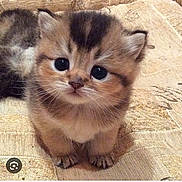 Buttercup is registered to the contest to win money with this photo: kitten, cat, cute, fluffy, young_animal, pet, feline, animal, fur, whiskers, small_paws, indoor, texture, beige, close_up, portrait, looking_up, adorable, domestic_animal, sitting