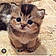 Buttercup