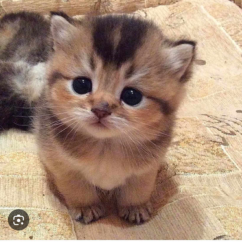 Buttercup