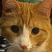 Tacocat Aka Tiky Tok is registered to the contest to win money with this photo: cat, orange_cat, white_fur, close_up, whiskers, ears, face, pet, animal, feline, curious, indoor, portrait, soft_light, detail, fur, eyes, cute, domestic_cat, mammal