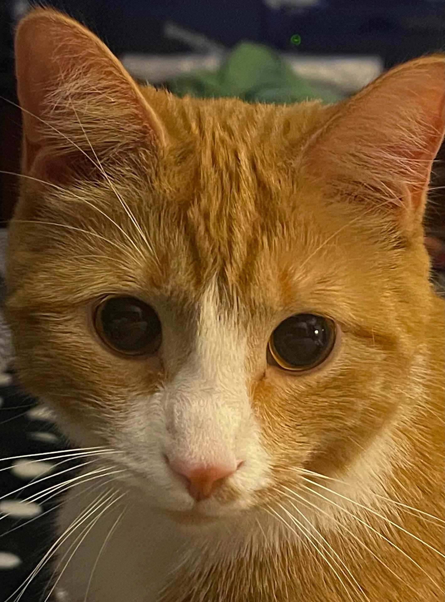 Tacocat Aka Tiky Tok is registered to the contest to win money with this photo: cat, orange_cat, white_fur, close_up, whiskers, ears, face, pet, animal, feline, curious, indoor, portrait, soft_light, detail, fur, eyes, cute, domestic_cat, mammal