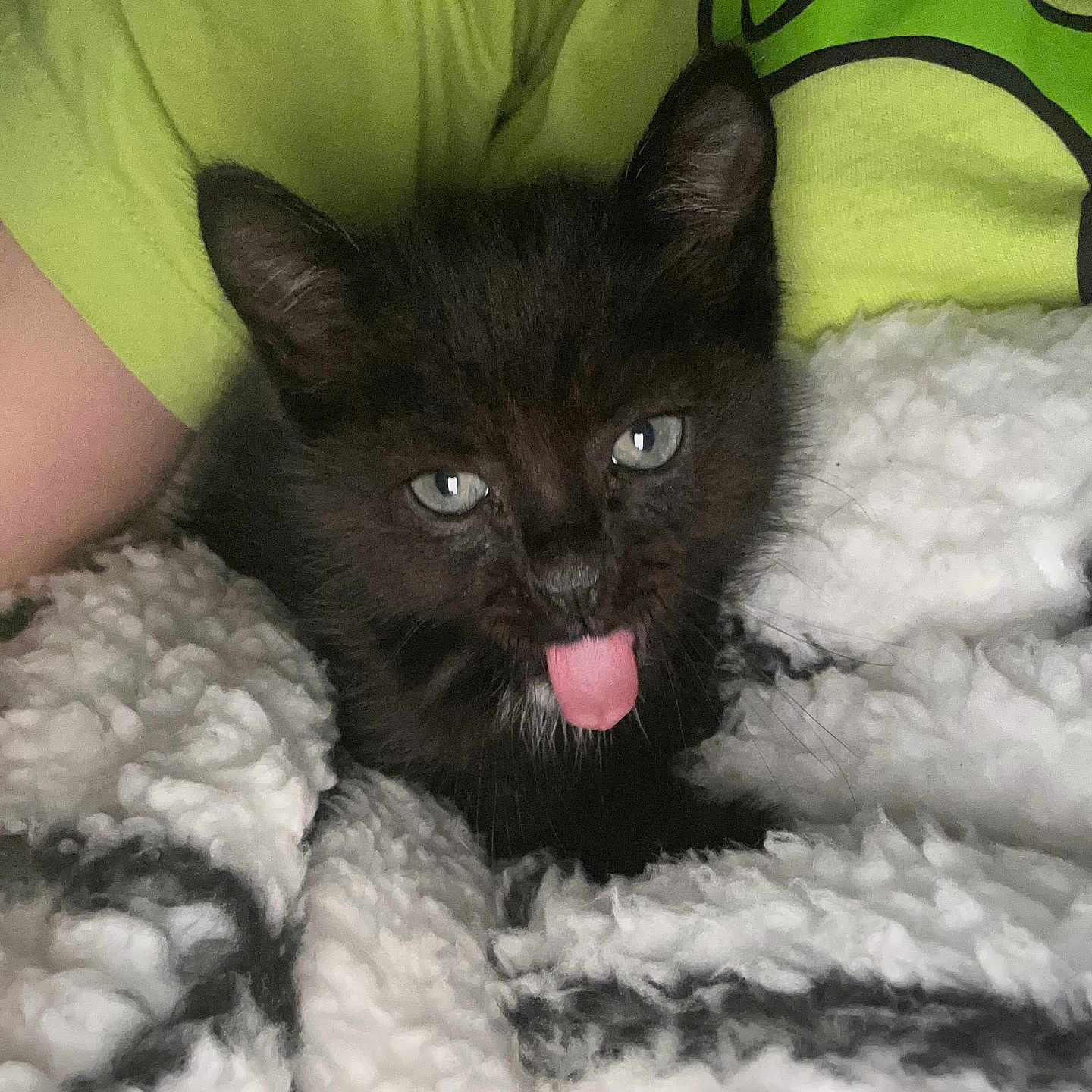 Léo a rejoint le concours — aidez-le/la à gagner de superbes lots ! animal, bed, bedroom, blackcat, blanket, bodypart, cat, face, furniture, head, indoors, kitten, mouth, person, pet, photography, portrait, quilt, room, tongue