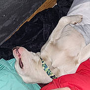Skruffy is registered to the contest to win money with this photo: animal, bed, blanket, canine, collar, comfort, cute, dog, fabric, fur, indoor, light_fur, mouth, nose, paw, pet, pillow, relaxed, resting, sleeping