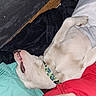 animal, bed, blanket, canine, collar, comfort, cute, dog, fabric, fur, indoor, light_fur, mouth, nose, paw, pet, pillow, relaxed, resting, sleeping