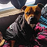dog, hoodie, bed, blanket, window, curtain, indoor, pet, brown_dog, black_clothing, pink_bag, furniture, cozy, portrait, animal, domestic_animal, looking_at_camera, resting, soft_light, casual