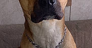 Loki joined the competition — help win amazing prizes! dog, canine, brown_dog, chain_collar, pet, sitting, indoors, couch, furniture, animal, looking_at_camera, close_up, ears, face, snout, fur, companion, domestic_animal, leash, alert