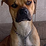 dog, canine, brown_dog, chain_collar, pet, sitting, indoors, couch, furniture, animal, looking_at_camera, close_up, ears, face, snout, fur, companion, domestic_animal, leash, alert