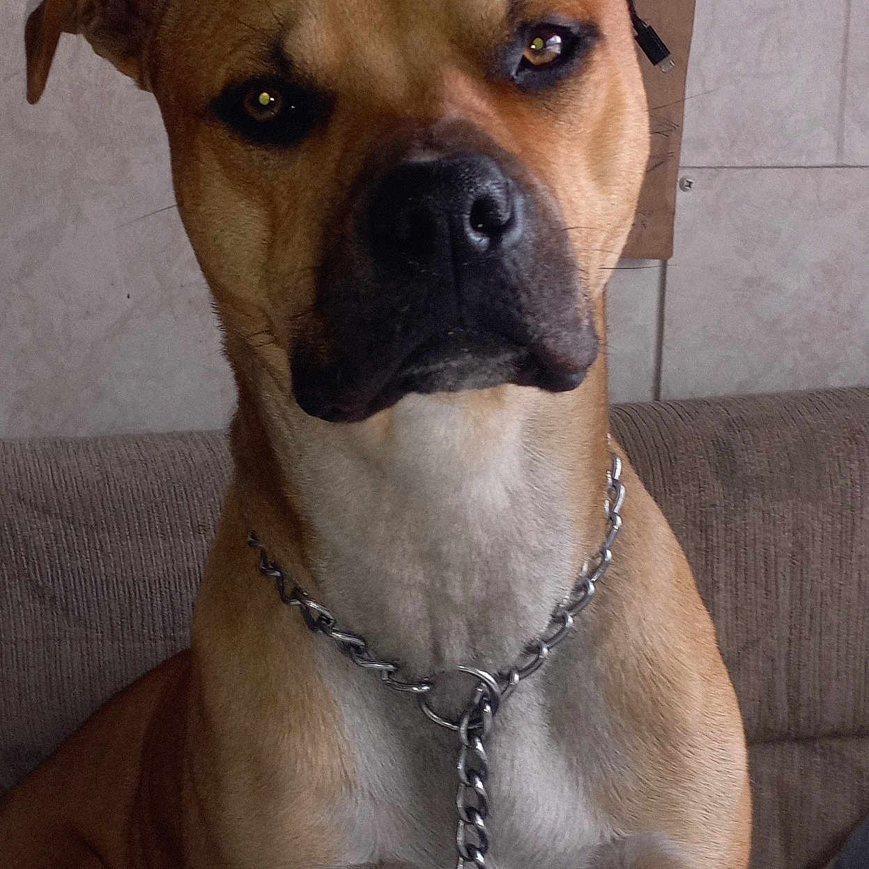 Loki joined the competition — help win amazing prizes! dog, canine, brown_dog, chain_collar, pet, sitting, indoors, couch, furniture, animal, looking_at_camera, close_up, ears, face, snout, fur, companion, domestic_animal, leash, alert
