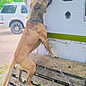 Loki is registered to the contest to win money with this photo: dog, animal, chain, wooden_pallet, vehicle, white_suv, outdoor, greenery, pet, standing, side_view, fence, metal_chain, brown_dog, collar, curious, daylight, rust, gravel, bench