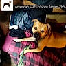 Loki is registered to the contest to win money with this photo: dog, bed, toy, bone, blanket, text_overlay, indoor, brown_dog, plaid, furniture, animal, pet, lying_down, canine, digital_overlay, graphic, indoor_lighting, soft_texture, resting, household