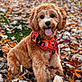 dog, animal, autumn, leaves, outdoor, pet, canine, happy, fur, nature, playful, fall, seasonal, grass, brown, cute, young, tongue_out, collar, harness