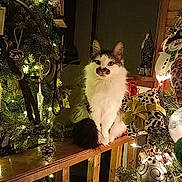 Bluebelle is registered to the contest to win money with this photo: cat, christmas_tree, ornaments, lights, wooden_railing, holiday_decor, pine_cones, gift_box, snowman_decoration, indoor, festive, feline, fluffy, decorations, night, home, celebration, greenery, warm_lighting, animal
