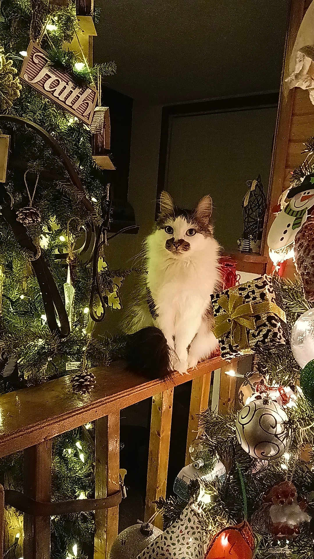 Bluebelle is registered to the contest to win money with this photo: cat, christmas_tree, ornaments, lights, wooden_railing, holiday_decor, pine_cones, gift_box, snowman_decoration, indoor, festive, feline, fluffy, decorations, night, home, celebration, greenery, warm_lighting, animal