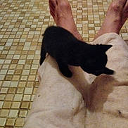Chipie a rejoint le concours — aidez-le/la à gagner de superbes lots ! kitten, black_cat, pet, animal, lap, person, pants, bare_feet, floor, tile_floor, indoors, small_cat, curious, sitting, resting, domestic_animal, feline, cute, companion, cozy
