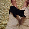 kitten, black_cat, pet, animal, lap, person, pants, bare_feet, floor, tile_floor, indoors, small_cat, curious, sitting, resting, domestic_animal, feline, cute, companion, cozy