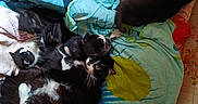 Chipie participe au concours pour gagner de l'argent avec cette photo : cat, kitten, black_and_white_cat, blanket, colorful_blanket, playful, cozy, animal, indoor, feline, resting, pile, soft_texture, fur, pet, cute, multiple_cats, home, comfort, animal_group