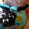 cat, kitten, black_and_white_cat, blanket, colorful_blanket, playful, cozy, animal, indoor, feline, resting, pile, soft_texture, fur, pet, cute, multiple_cats, home, comfort, animal_group