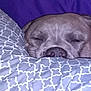 animal, bed, blanket, closeup, comfort, cozy, cute, dog, face, fur, gray, indoors, nose, pattern, pet, purple, relaxing, resting, sleeping, snuggled
