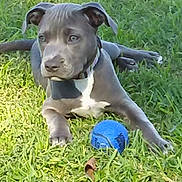 Bellablu joined the competition — help win amazing prizes! dog, puppy, grass, blue_ball, outdoor, pet, animal, playful, collar, laying_down, greenery, daylight, young_dog, canine, nature, alert, fur, ears, paws, toy